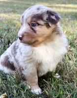 Penny, a female Miniature Australian Shepherd for sale in Monteagle, TN – 7 of 9
