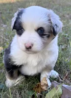 Patches, a female Miniature Australian Shepherd for sale in Monteagle, TN – 2 of 8