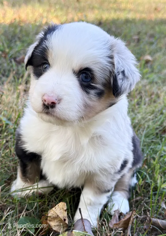 Patches – Miniature Australian Shepherd puppy for sale in Monteagle, TN