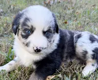 Bandit, a male Miniature Australian Shepherd for sale in Monteagle, TN – 6 of 9