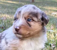Penny, a female Miniature Australian Shepherd for sale in Monteagle, TN – 8 of 9