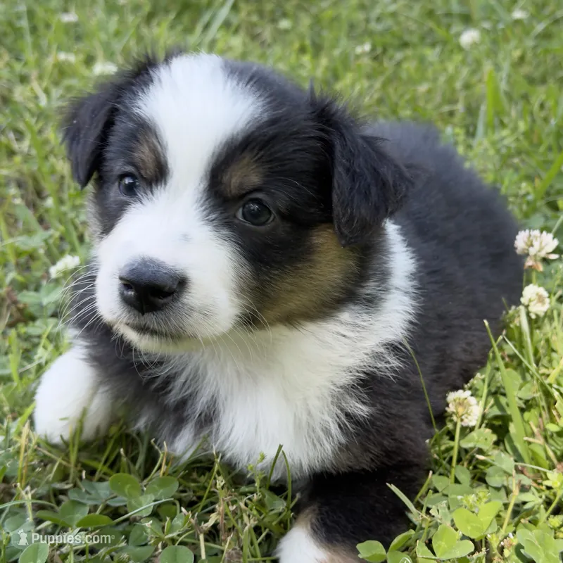 Bandit – Miniature Australian Shepherd puppy for sale in Monteagle, TN
