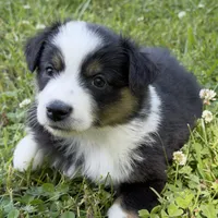 Bandit, a female Miniature Australian Shepherd for sale in Monteagle, TN – 2 of 9