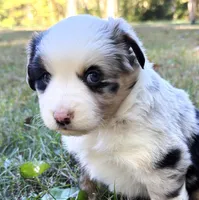Bandit, a male Miniature Australian Shepherd for sale in Monteagle, TN – 5 of 9