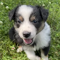 Bandit, a female Miniature Australian Shepherd for sale in Monteagle, TN – 3 of 9