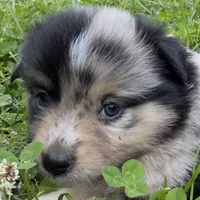 Patches, a female Miniature Australian Shepherd for sale in Monteagle, TN – 3 of 9