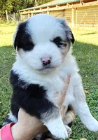 Patches, a female Miniature Australian Shepherd for sale in Monteagle, TN – 3 of 8
