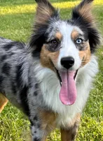 Shadzia Dax (aka Shaz), a female Miniature Australian Shepherd for sale in Monteagle, TN – Photo 1 of 3