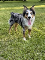 Shadzia Dax (aka Shaz), a female Miniature Australian Shepherd for sale in Monteagle, TN – Photo 3 of 3