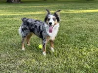 Shadzia Dax (aka Shaz), a female Miniature Australian Shepherd for sale in Monteagle, TN – Photo 2 of 3