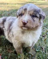 Penny, a female Miniature Australian Shepherd for sale in Monteagle, TN – 3 of 9
