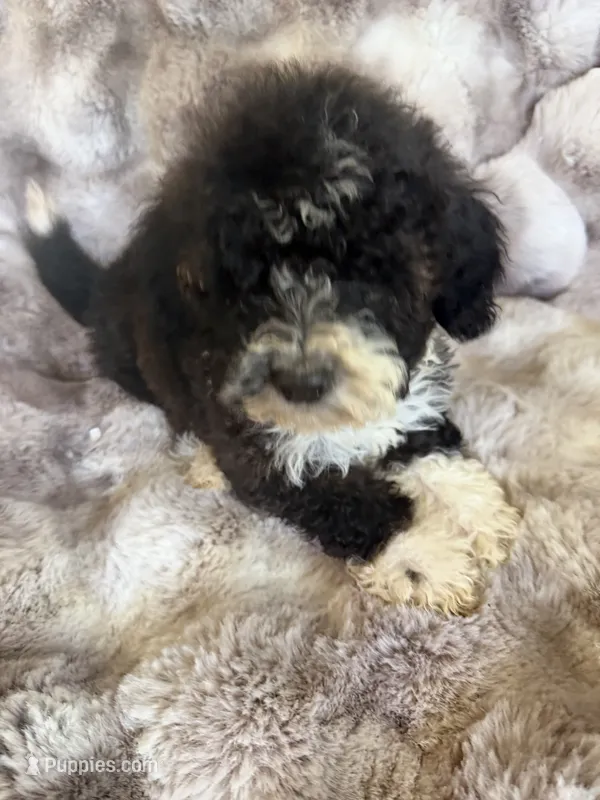 Chase – Cockapoo puppy for sale in Capitol Heights, MD