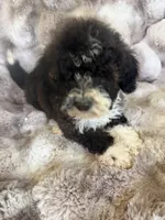 Chase, a male Cockapoo for sale in Capitol Heights, MD – 1 of 2