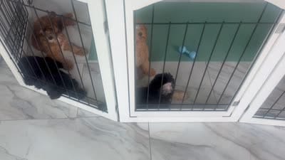Casey, a female Cockapoo for sale in Capitol Heights, MD – 3 of 3