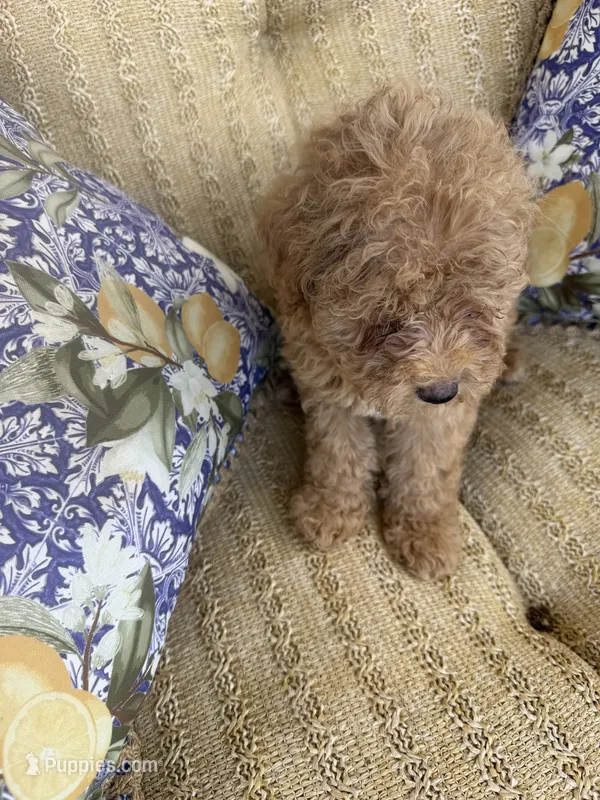 Cassidy – Cockapoo puppy for sale in Capitol Heights, MD