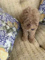 Cassidy, a female Cockapoo for sale in Capitol Heights, MD – 1 of 4