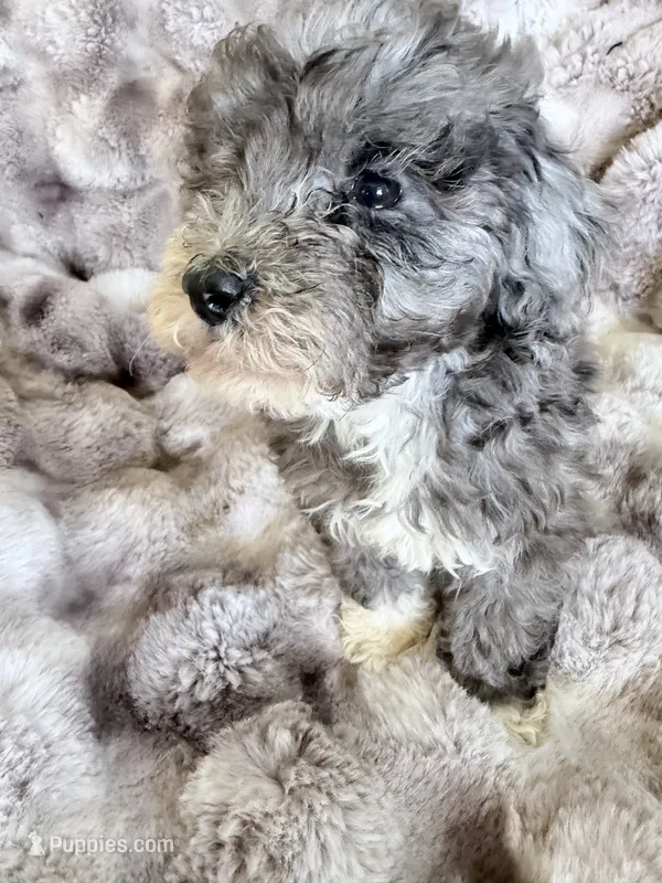 Charlotte – Cockapoo puppy for sale in Capitol Heights, MD