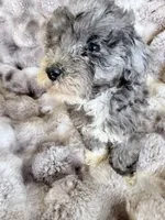 Charlotte, a female Cockapoo for sale in Capitol Heights, MD – 1 of 3