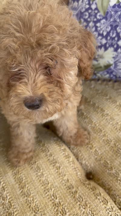 Cassidy, a female Cockapoo for sale in Capitol Heights, MD – 2 of 4