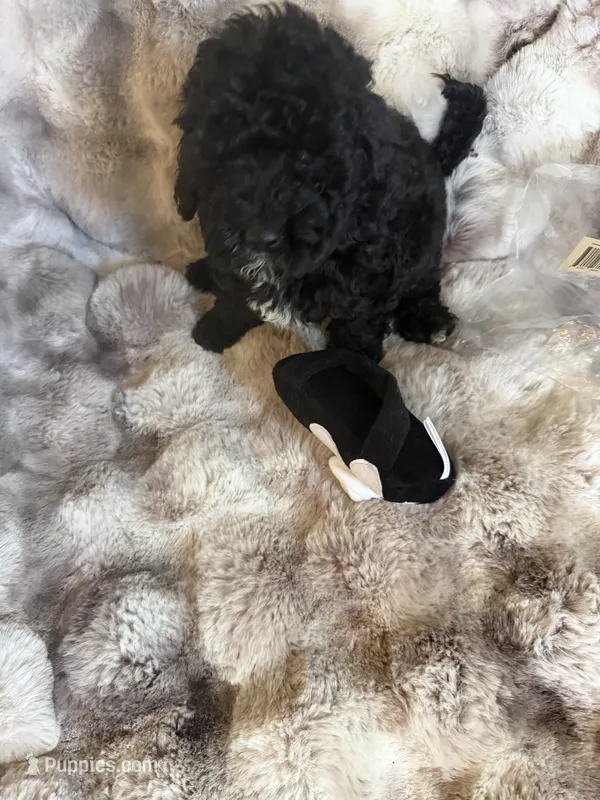 Chip – Cockapoo puppy for sale in Capitol Heights, MD