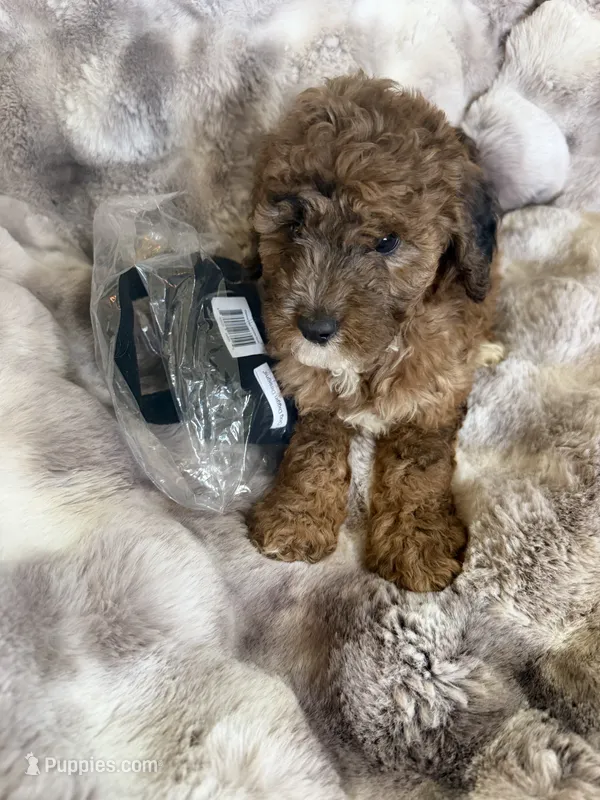 Casey – Cockapoo puppy for sale in Capitol Heights, MD