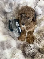Casey, a female Cockapoo for sale in Capitol Heights, MD – 1 of 3