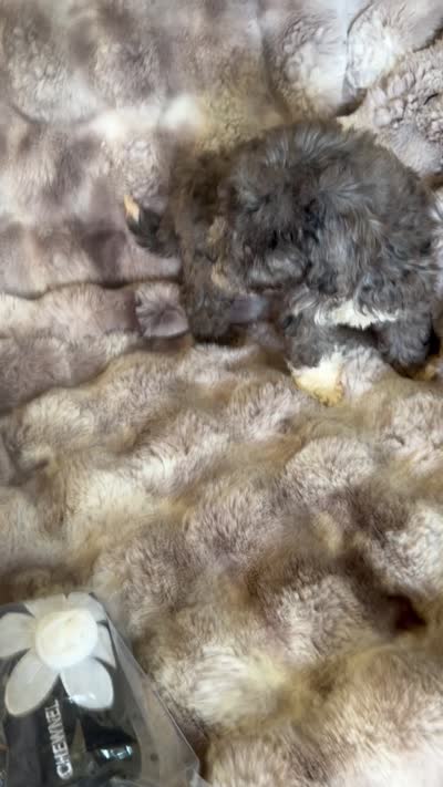 Charlotte, a female Cockapoo for sale in Capitol Heights, MD – 2 of 3