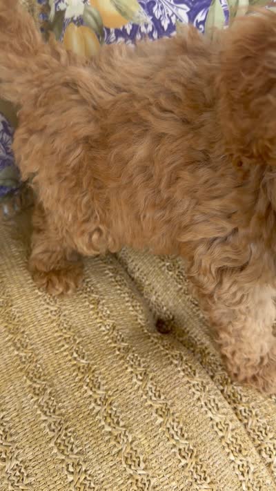 Chuckie, a male Cockapoo for sale in Capitol Heights, MD – 2 of 3