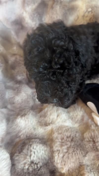 Chip, a male Cockapoo for sale in Capitol Heights, MD – 3 of 3