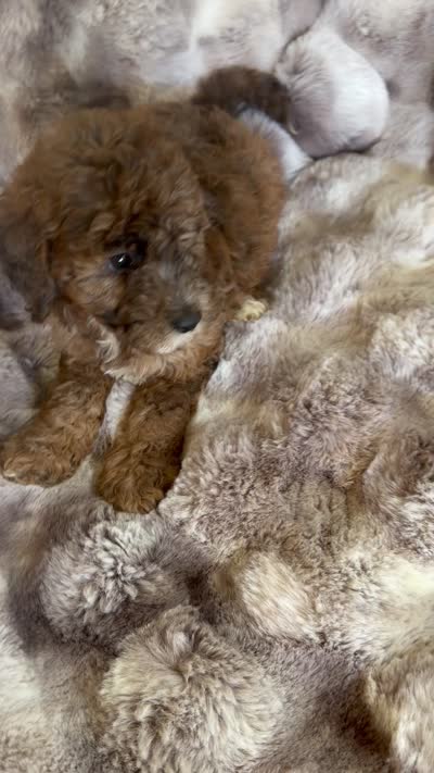 Casey, a female Cockapoo for sale in Capitol Heights, MD – 2 of 3