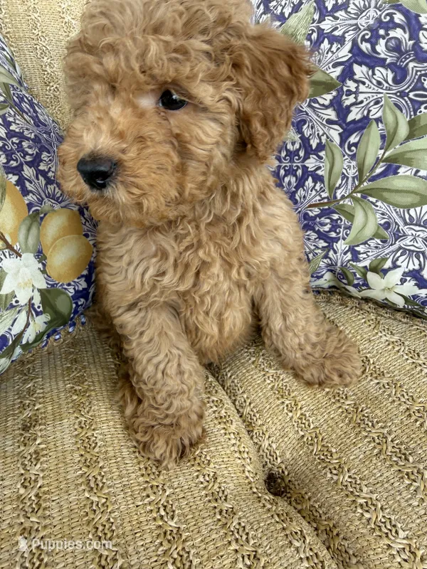 Chuckie – Cockapoo puppy for sale in Capitol Heights, MD