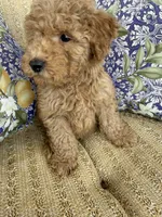 Chuckie, a male Cockapoo for sale in Capitol Heights, MD – 1 of 3