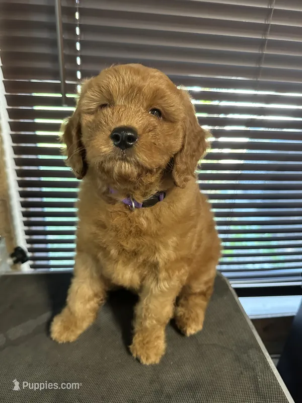 Rachel (purple collar) – Miniature Goldendoodle puppy for sale in Jonesville, MI