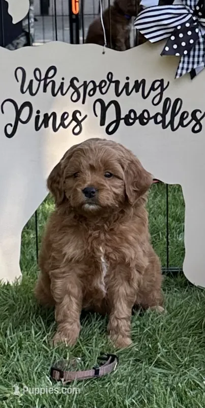 Body (brown collar) – Miniature Goldendoodle puppy for sale in Jonesville, MI