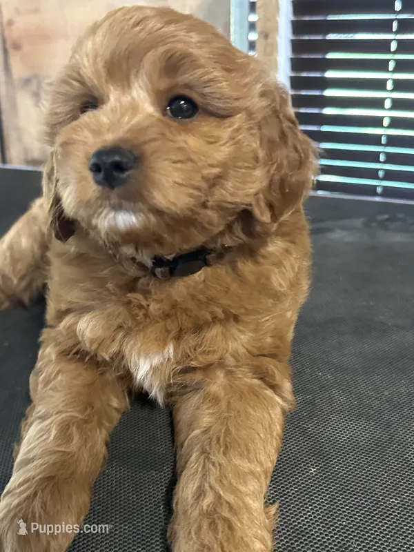 Body (brown collar) – Miniature Goldendoodle puppy for sale in Jonesville, MI