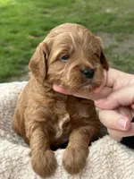 Body (brown collar), a male Miniature Goldendoodle for sale in Jonesville, MI – 1 of 3