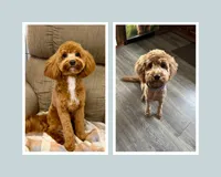 Body (brown collar), a male Miniature Goldendoodle for sale in Jonesville, MI – 3 of 3