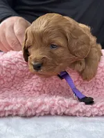 Rachel (purple collar), a female Miniature Goldendoodle for sale in Jonesville, MI – 1 of 4