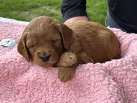 Rachel (purple collar), a female Miniature Goldendoodle for sale in Jonesville, MI – 2 of 4
