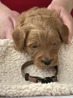 Body (brown collar), a male Miniature Goldendoodle for sale in Jonesville, MI – 2 of 3