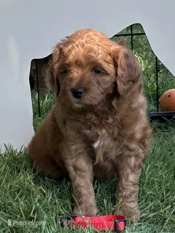 Max (red collar) – Miniature Goldendoodle puppy for sale in Jonesville, MI