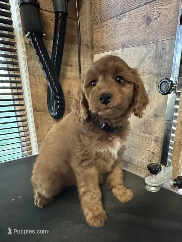 Rugbee (blue collar) – Miniature Goldendoodle puppy for sale in Jonesville, MI