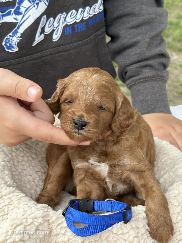 Rugbee (blue collar) – Miniature Goldendoodle puppy for sale in Jonesville, MI