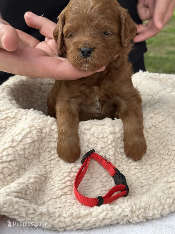 Max (red collar) – Miniature Goldendoodle puppy for sale in Jonesville, MI
