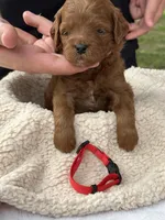 Max (red collar), a male Miniature Goldendoodle for sale in Jonesville, MI – 1 of 2