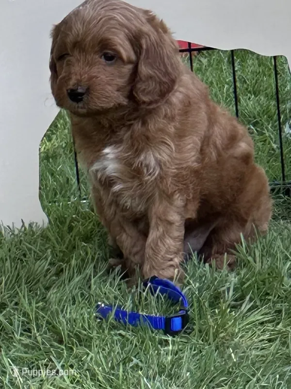 Rugbee (blue collar) – Miniature Goldendoodle puppy for sale in Jonesville, MI