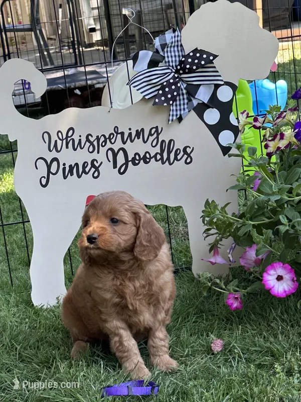 Rachel (purple collar) – Miniature Goldendoodle puppy for sale in Jonesville, MI