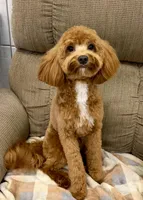 Rachel (purple collar), a female Miniature Goldendoodle for sale in Jonesville, MI – 4 of 4