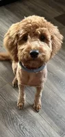 Rachel (purple collar), a female Miniature Goldendoodle for sale in Jonesville, MI – 3 of 4