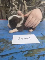 Jewel , a female Australian Shepherd for sale in Greentown, PA – Photo 4 of 7
